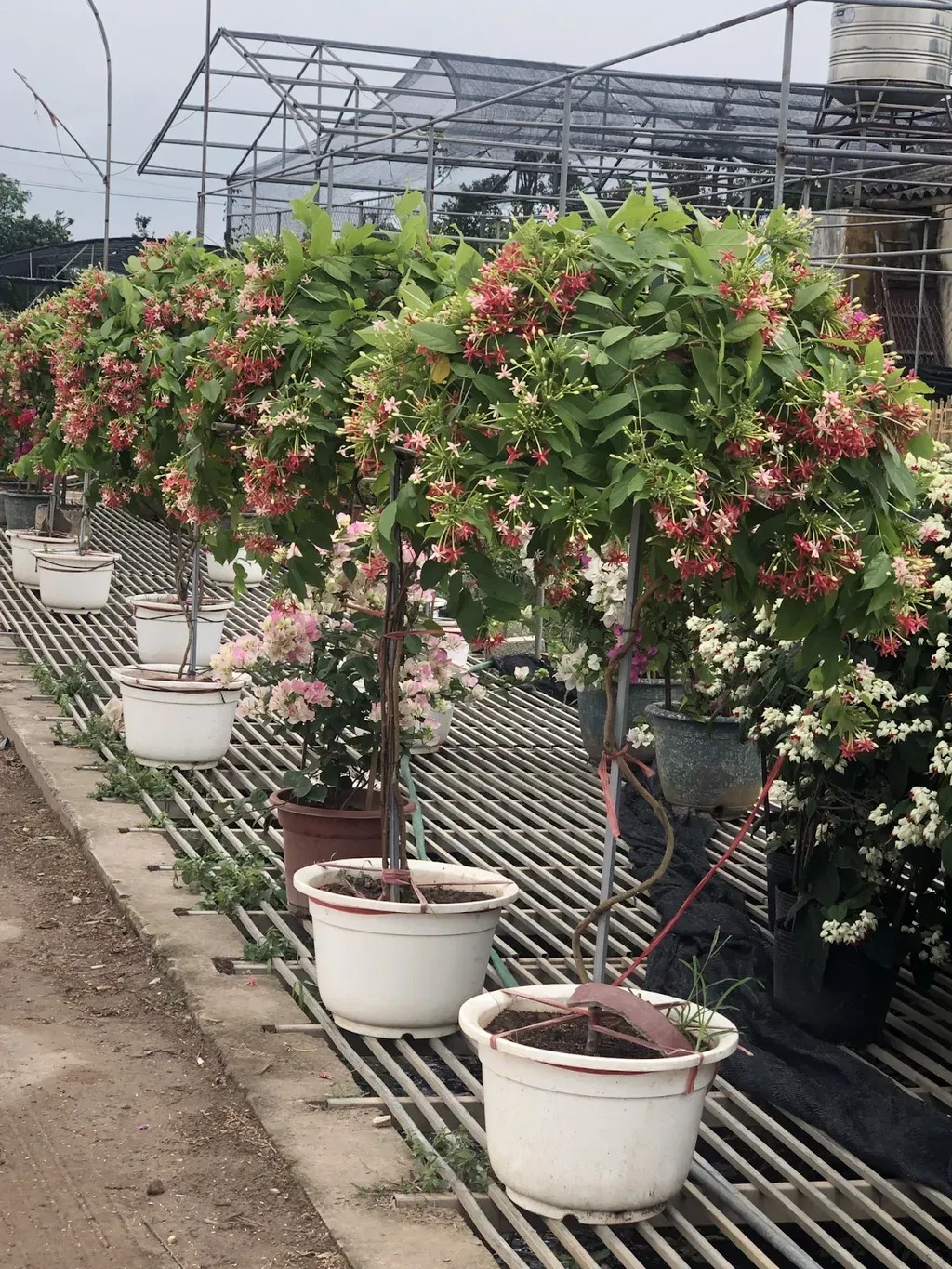 Chậu hoa sử quân tử xinh xắn, thích hợp trang trí