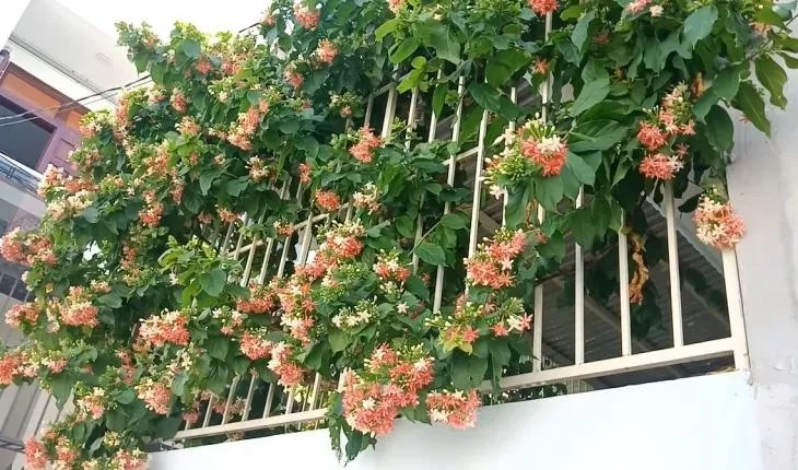 Cây sử quân tử leo giàn phủ kín tường rào, tạo bóng mát và cảnh quan đẹp