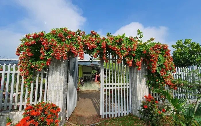 Hoa sử quân tử trước cổng nhà, chào đón khách đến thăm