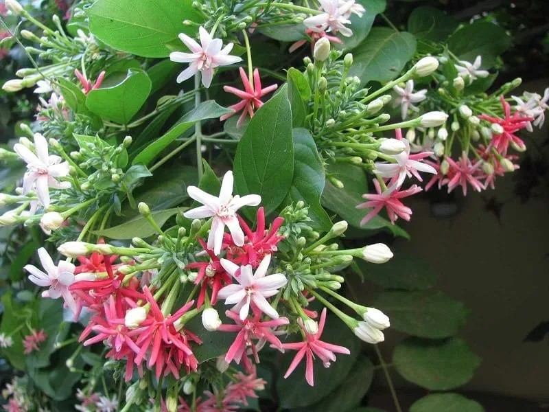 Sắc hồng của hoa sử quân tử thay đổi theo thời gian