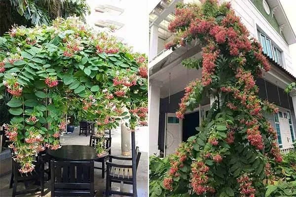 Hoa sử quân tử hài hòa với nhiều phong cách thiết kế nội thất