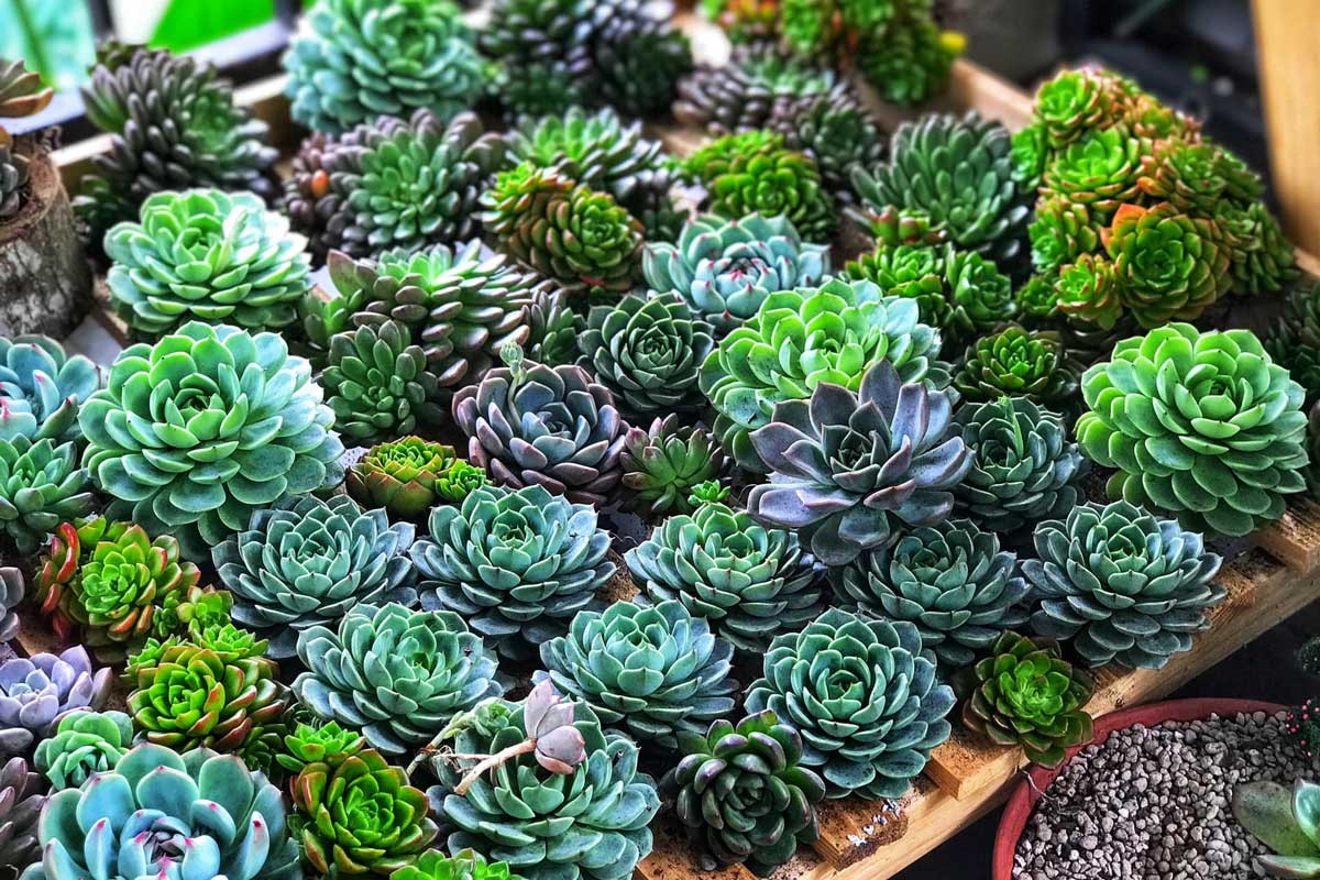 Các loại sen đá phổ biến và quý hiếm.