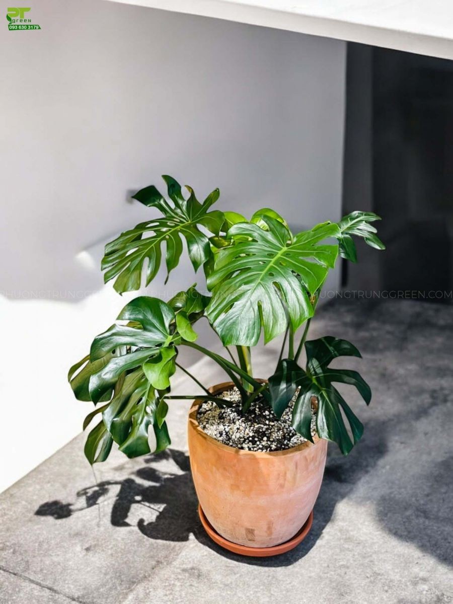 Trầu bà Nam Mỹ chậu gốm