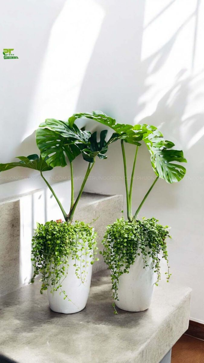 Trầu bà lá xẻ chậu xi xứ trắng