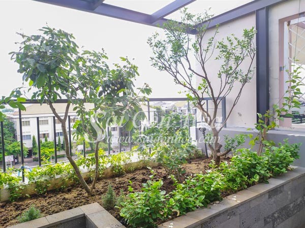 Cây ăn quả sai trĩu cành trên sân thượng.