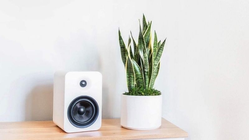 Cây lưỡi hổ trang trí trong nhà