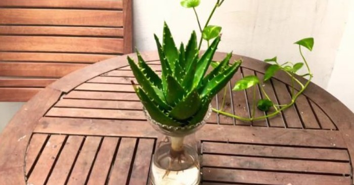 Trồng nha đam trong nước theo phương pháp thủy sinh.