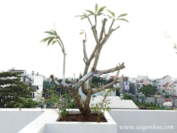Hướng dẫn trồng cây sứ đại trên sân thượng hiệu quả.