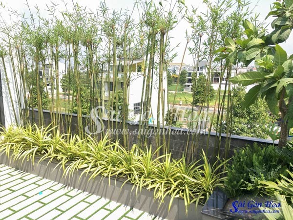 Cận cảnh cây trúc cần câu.
