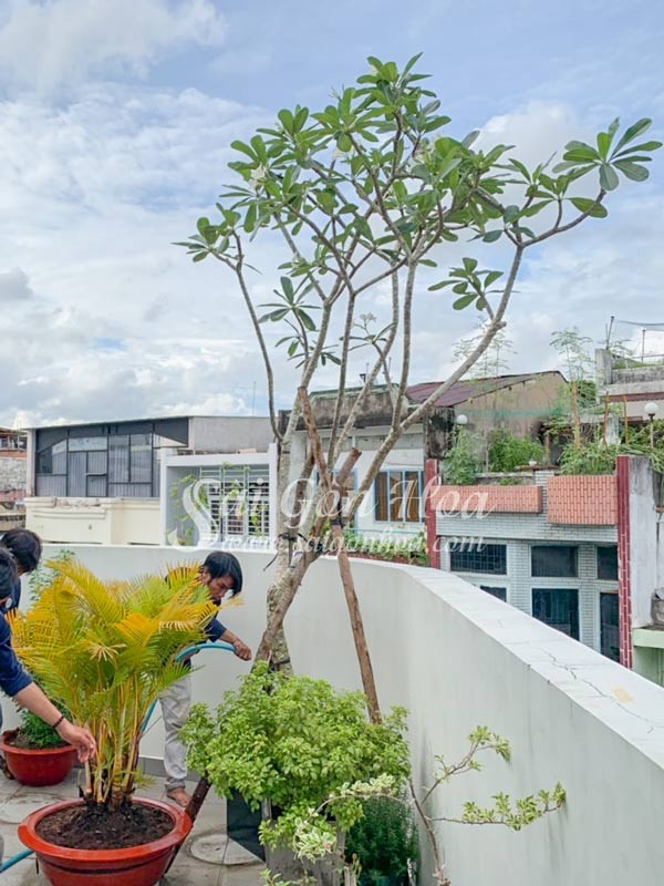 Cây sứ đại được chăm sóc tươi tốt.