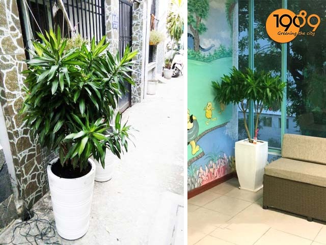 web cây trúc bách hợp để sàn thông dung
